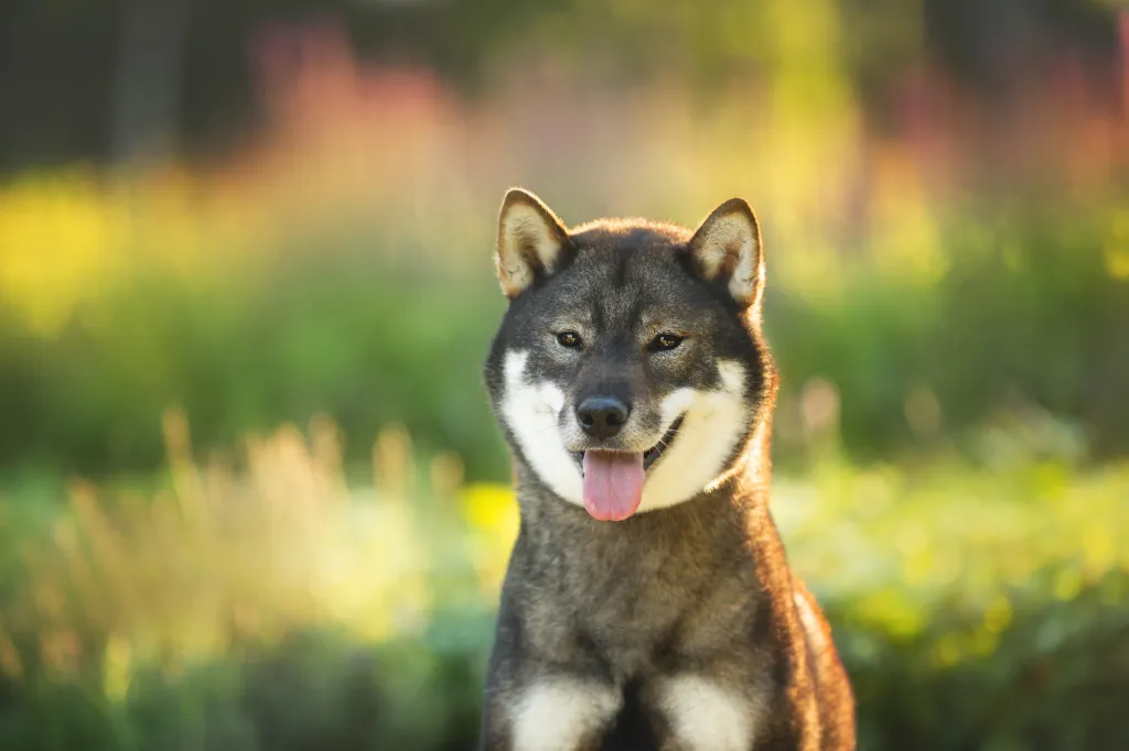 Shikoku Inu